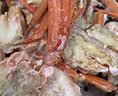 果勋俄罗斯熟冻雪蟹蟹腿拼盘 净重550g/盒鲜活熟冻雪蟹红雪蟹大螃蟹帝王蟹蟹类生鲜海鲜水产 实拍图