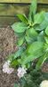 花翁绣球花苗无尽夏大花幸运八仙花阳台室内庭院花卉盆栽植物源头直发 实拍图