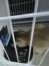 小佩AI宠物智能自动双子星喂食器可视版2代 多猫识别(支持鸿蒙智联) 实拍图