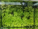 水草种子水草泥生态家用创意鱼缸玻璃瓶水培植物四季造景鱼缸小型 水草籽5000粒+水草泥1斤 实拍图