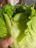 【烧烤季】钟灵山罗马生菜400g 实拍图