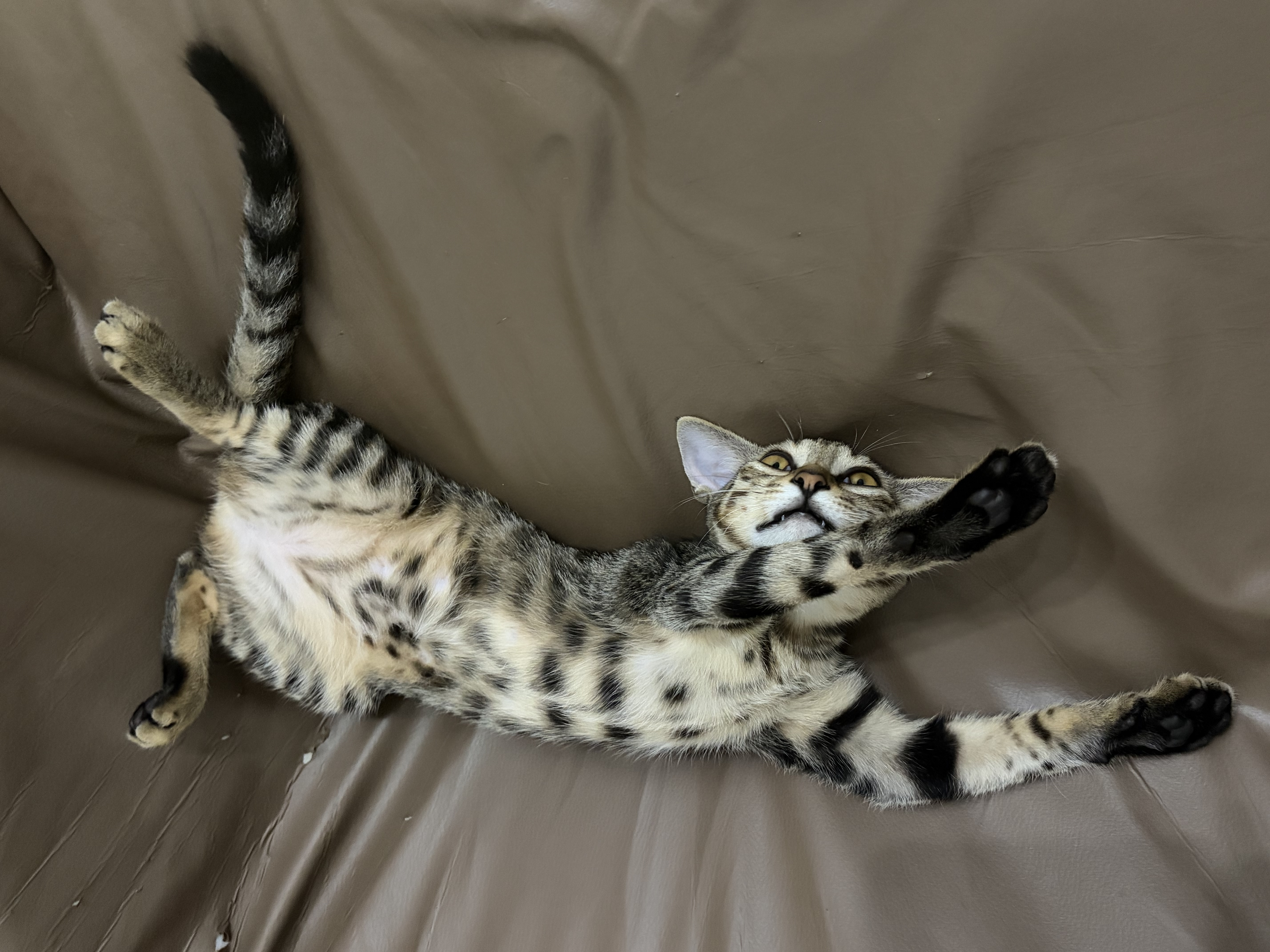 宠物储粮桶猫粮狗粮零食防潮收纳盒厨房五谷杂粮储物【超级密封】 宠物圆形储粮桶（大号）1个 实拍图