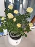 景郁春 JIRYUCUR玫瑰花苗特大花月季花苗绿植阳台盆栽蔷薇花苗果汁阳台源头直发 实拍图