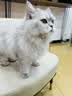 伯纳天纯金枪鱼蔓越莓成猫美毛猫粮6kg 实拍图