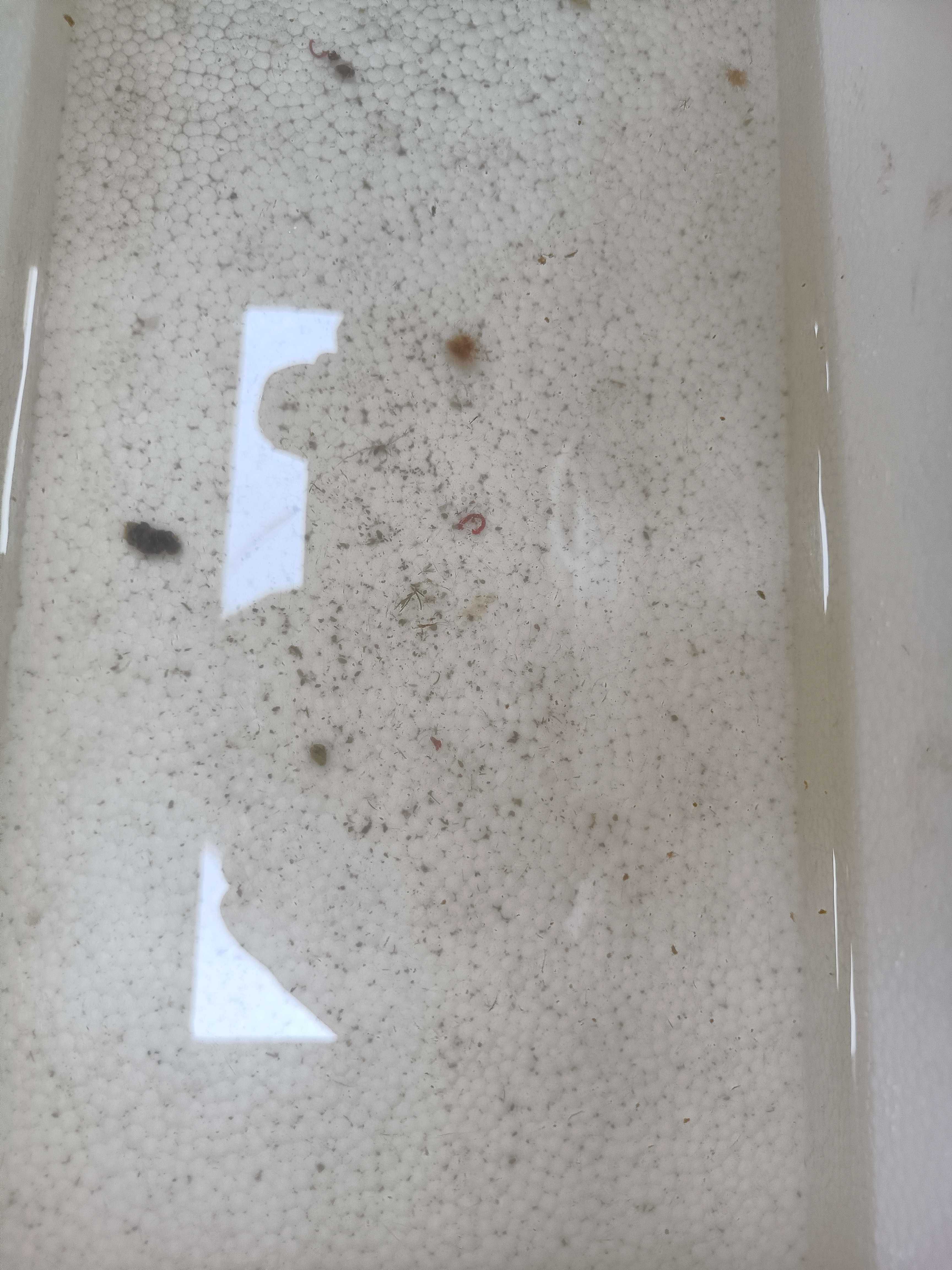 【活蟹】湖鲜阳澄 大闸蟹 去绳足重 全母蟹2.0-2.3两 6只 鲜活超大螃蟹生鲜中秋礼盒装 实拍图