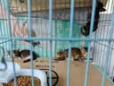 网易严选宠爱相伴全价猫粮 实惠宠物主粮成幼猫爱心公益 美毛护肠胃10kg 实拍图