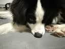 宝路狗磨牙棒狗狗零食 洁齿棒中小型犬成犬狗75g*12包泰迪法斗柯基 实拍图
