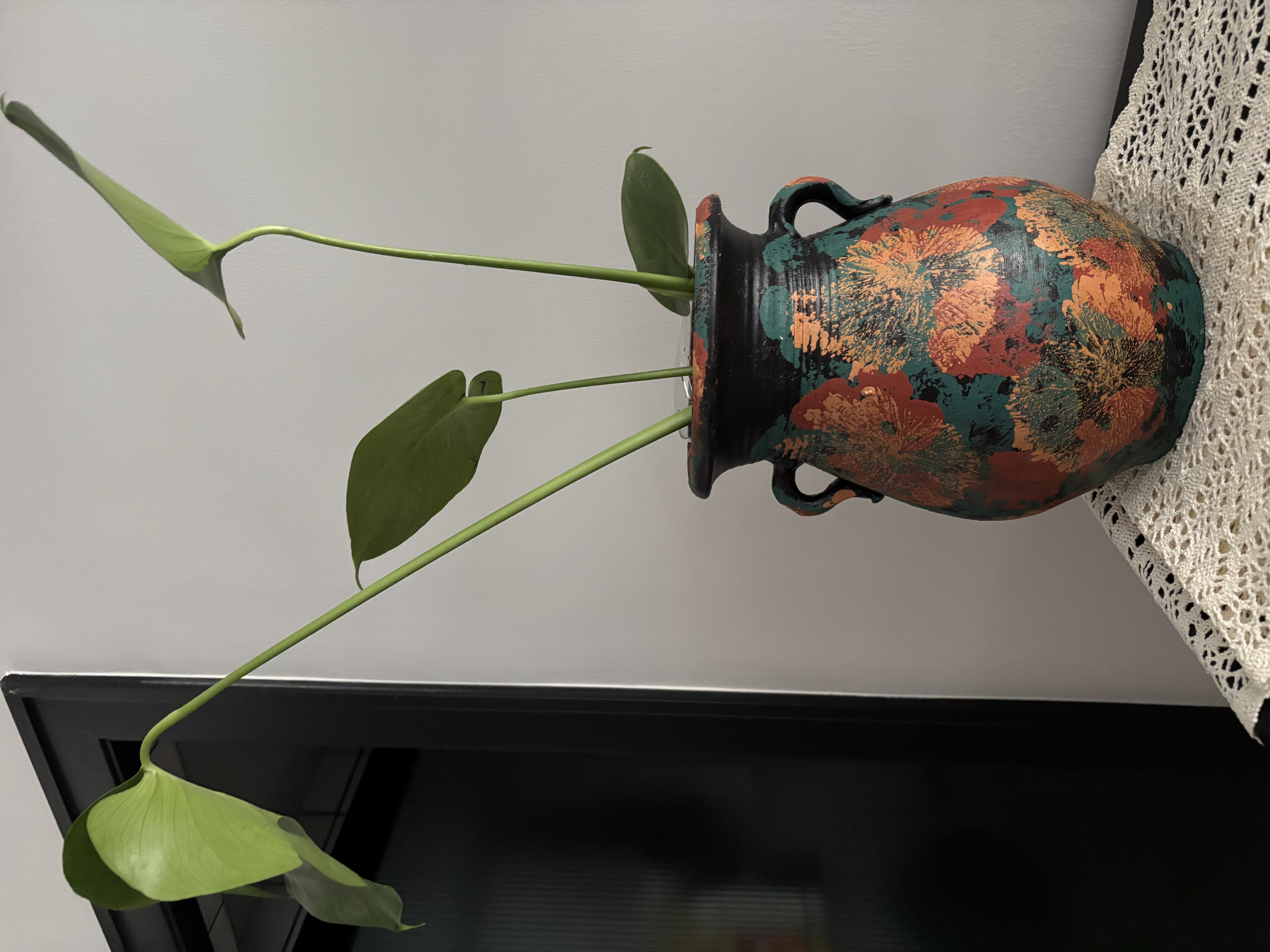 蓝桂圆龟背竹 水培室内大叶绿植桌面耐阴净化空气 40-50cm1棵源头直发 实拍图