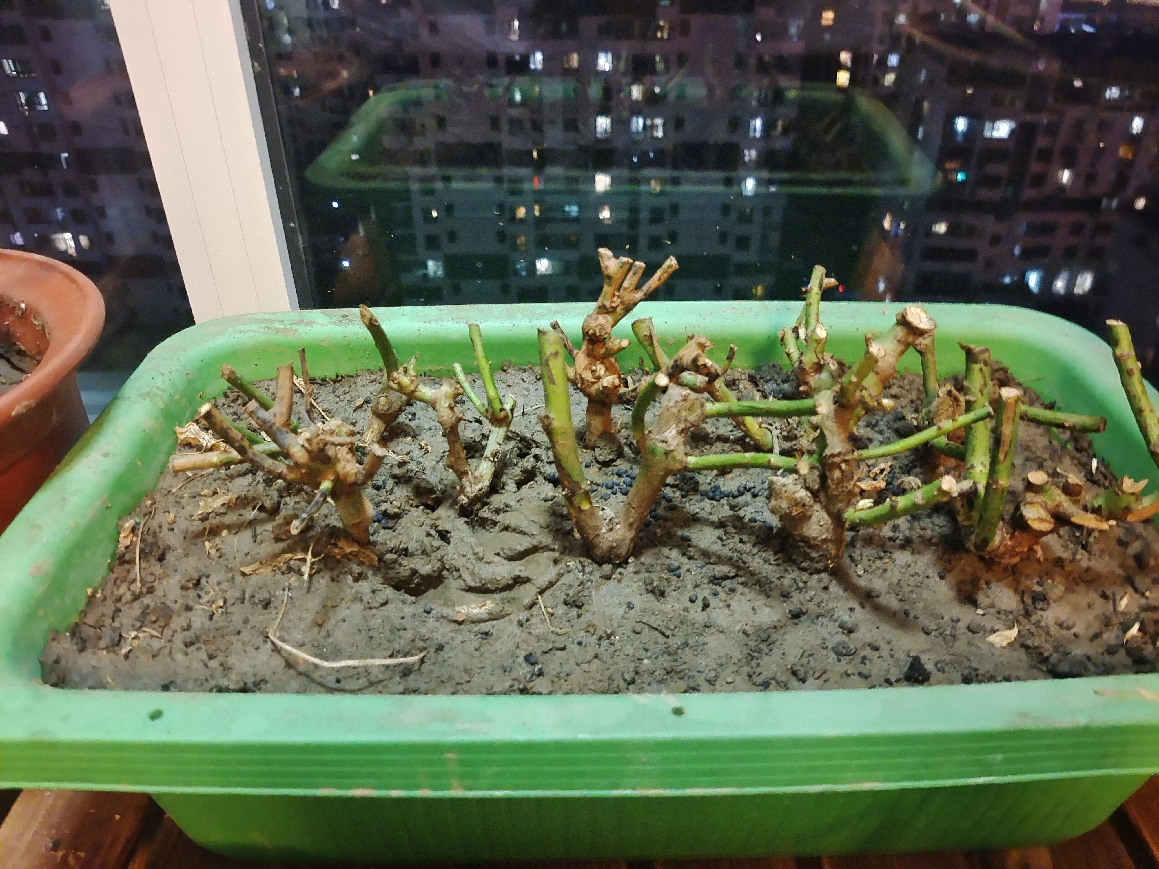 玫瑰老桩花苗室内外盆栽地栽阳台四季开花好养易活花卉月季苗秧 混色系【10颗装】+肥料 实拍图