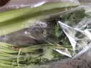 带根香菜100g 实拍图