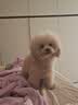 NOW FRESH效期新鲜-无谷小型犬四叶草颗粒全犬幼犬狗粮易咀嚼12磅/5.44kg 实拍图