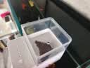 TMJD MISS鱼缸自动喂食器小型鱼缸自动喂鱼器智能定时鱼食投喂器鱼缸投料机 智能喂食器【容量约150克】 四档智能定时/可调节投放量 实拍图