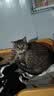 比瑞吉猫粮俱乐部系列 添加三文鱼 全价全期猫粮2kg*3包 实拍图