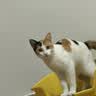 麦富迪猫粮 超肉粒冻干双拼成猫粮美毛护肠胃 三文鱼2kg 实拍图