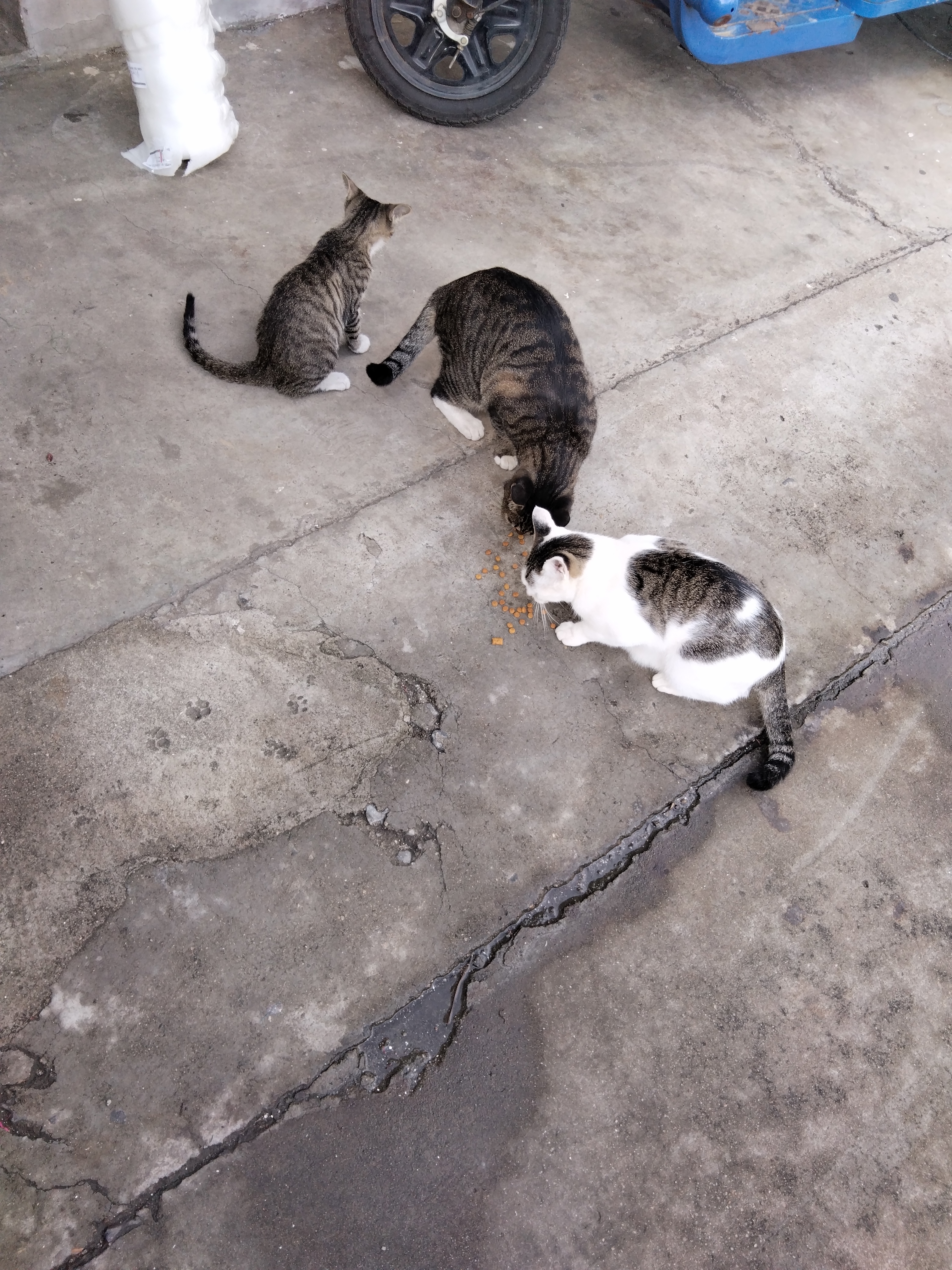 伟嘉猫粮成猫全价猫粮亮毛蓝猫均衡营养10kg海洋鱼夹心粮【原料透明】 实拍图