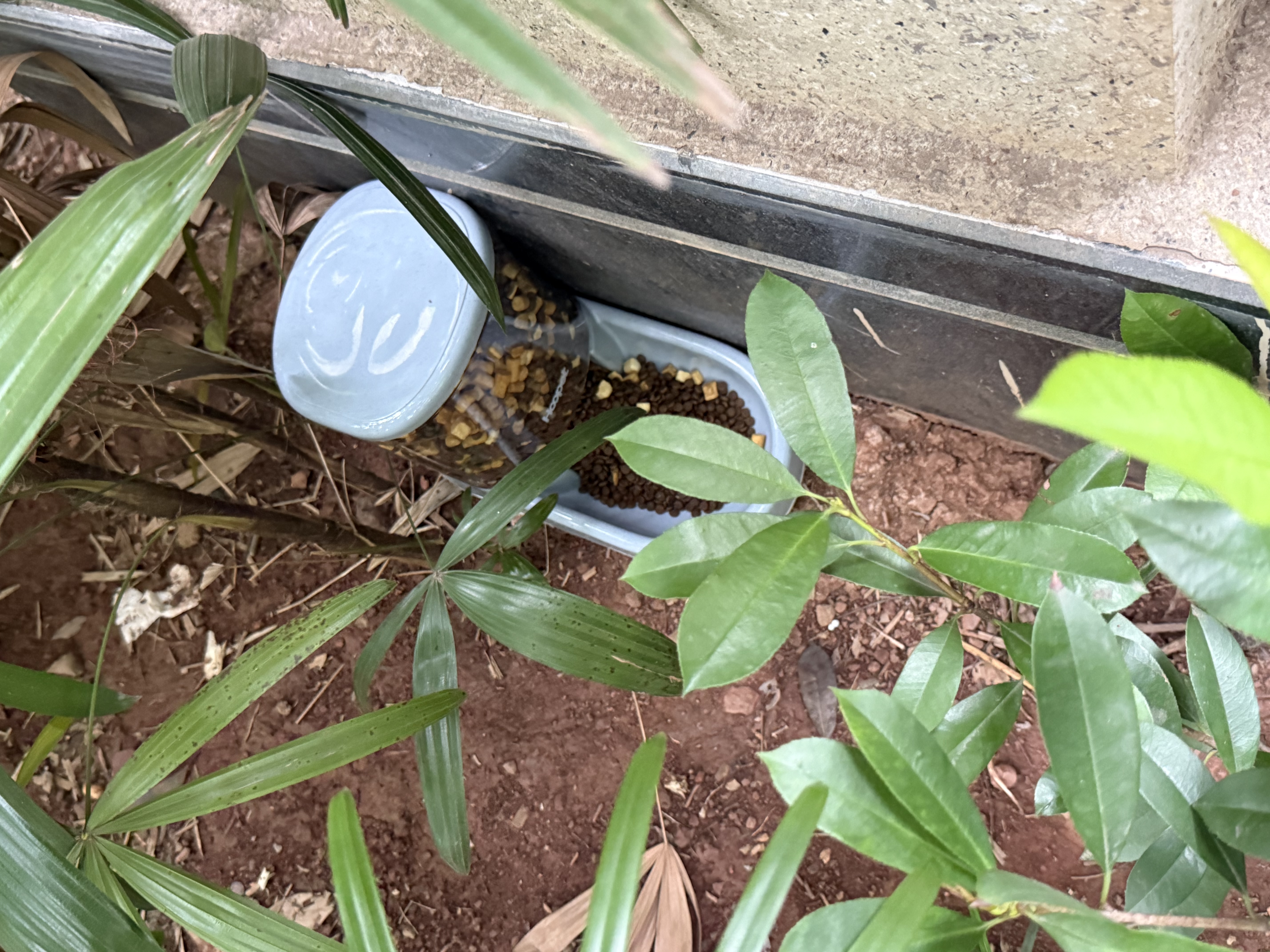 华元宠具超大容量宠物自动喂食器狗狗饮水机狗盆猫碗喂水猫咪投食器套装 实拍图