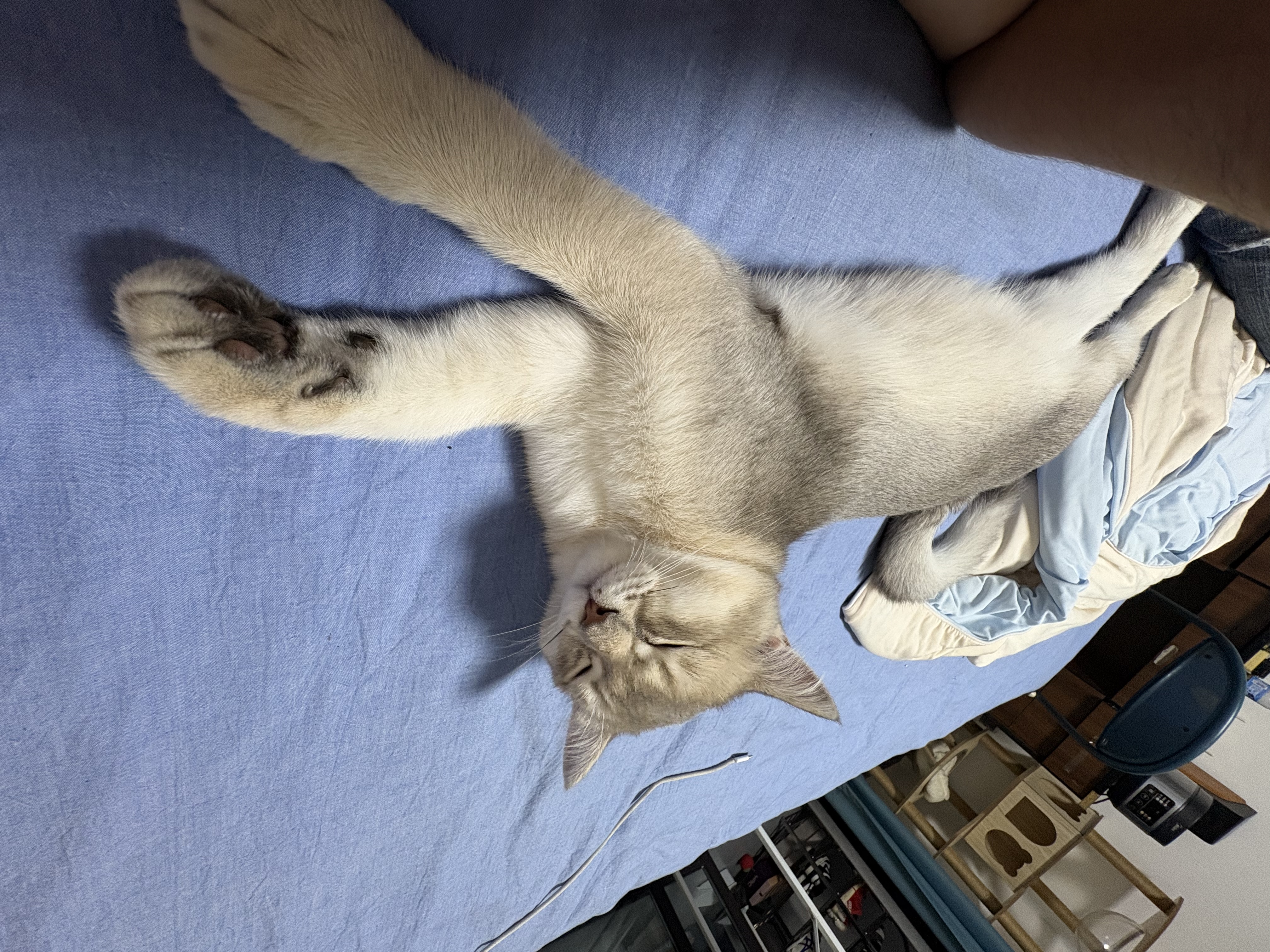pidan猫砂 豆腐猫砂2.4kg*4包强力吸臭纯猫砂 可冲厕所非膨润土砂 实拍图