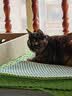 皇家猫粮 英短成猫粮 BS34 通用粮 12月以上 2KG 实拍图