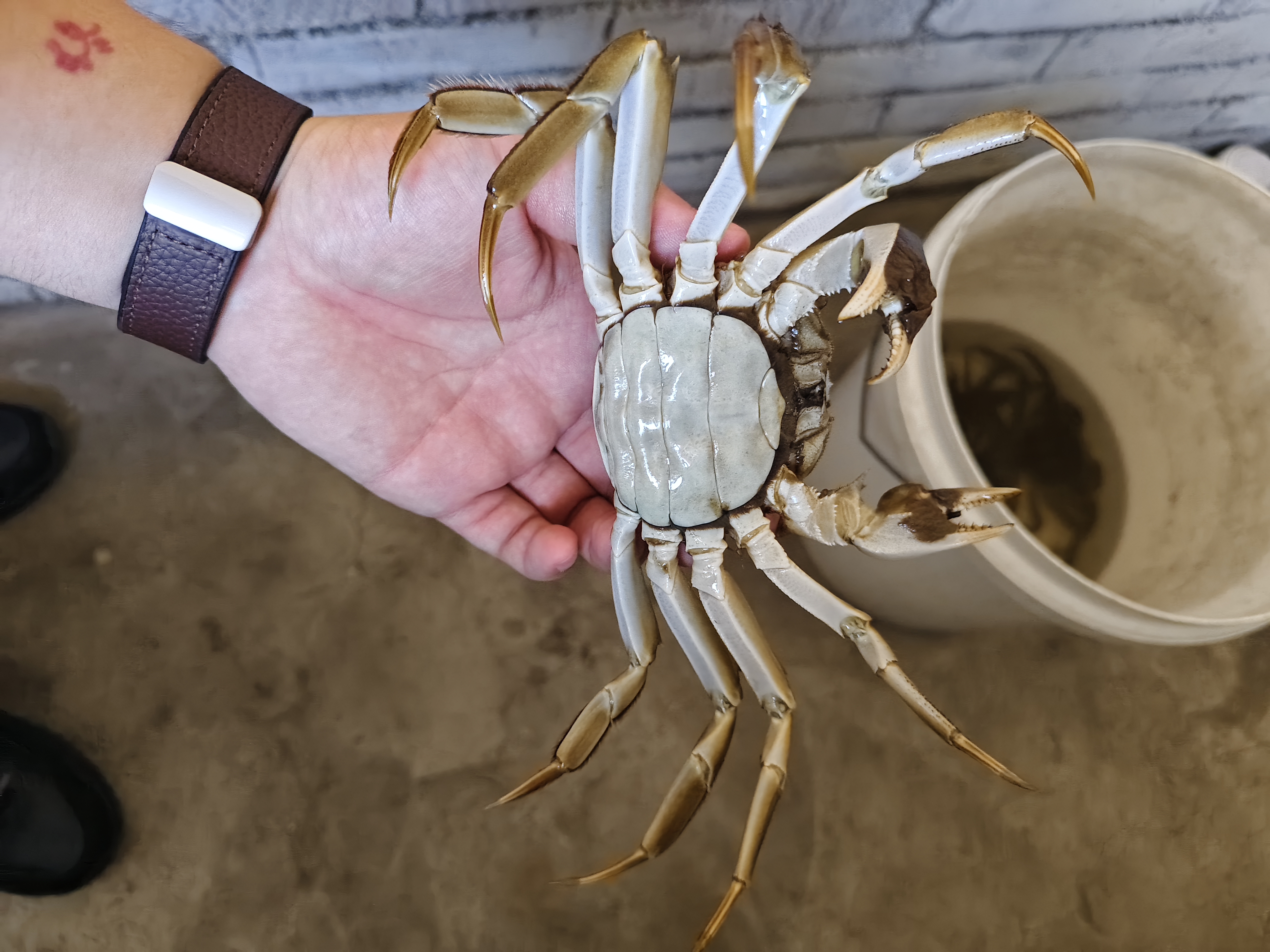 【活蟹】湖鲜阳澄 大闸蟹 去绳足重 全母蟹2.0-2.3两 8只 鲜活超大螃蟹生鲜中秋礼盒装 实拍图