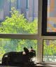 皇家猫粮 成猫猫粮 户外成猫 O30 通用粮 12月以上 4KG 实拍图