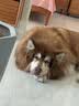 豆柴（docile）冻干三拼成犬狗粮添加有益菌蛋黄鸡肉鸭肉粒通用无谷粮10kg/20斤 实拍图