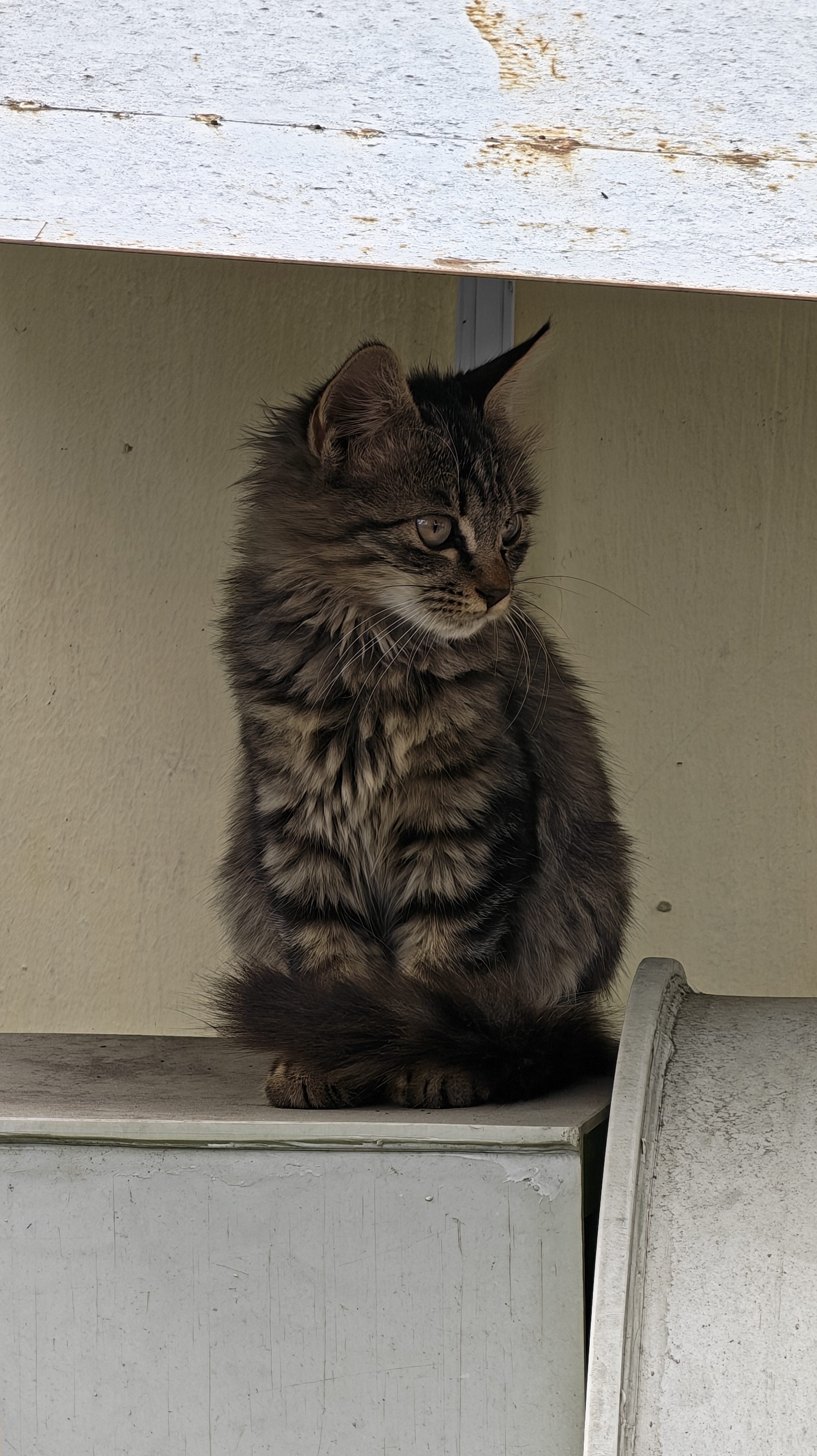 伟嘉主食猫罐头软包猫主食餐包湿粮 幼猫妙鲜包85g*12幼猫海洋鱼 实拍图