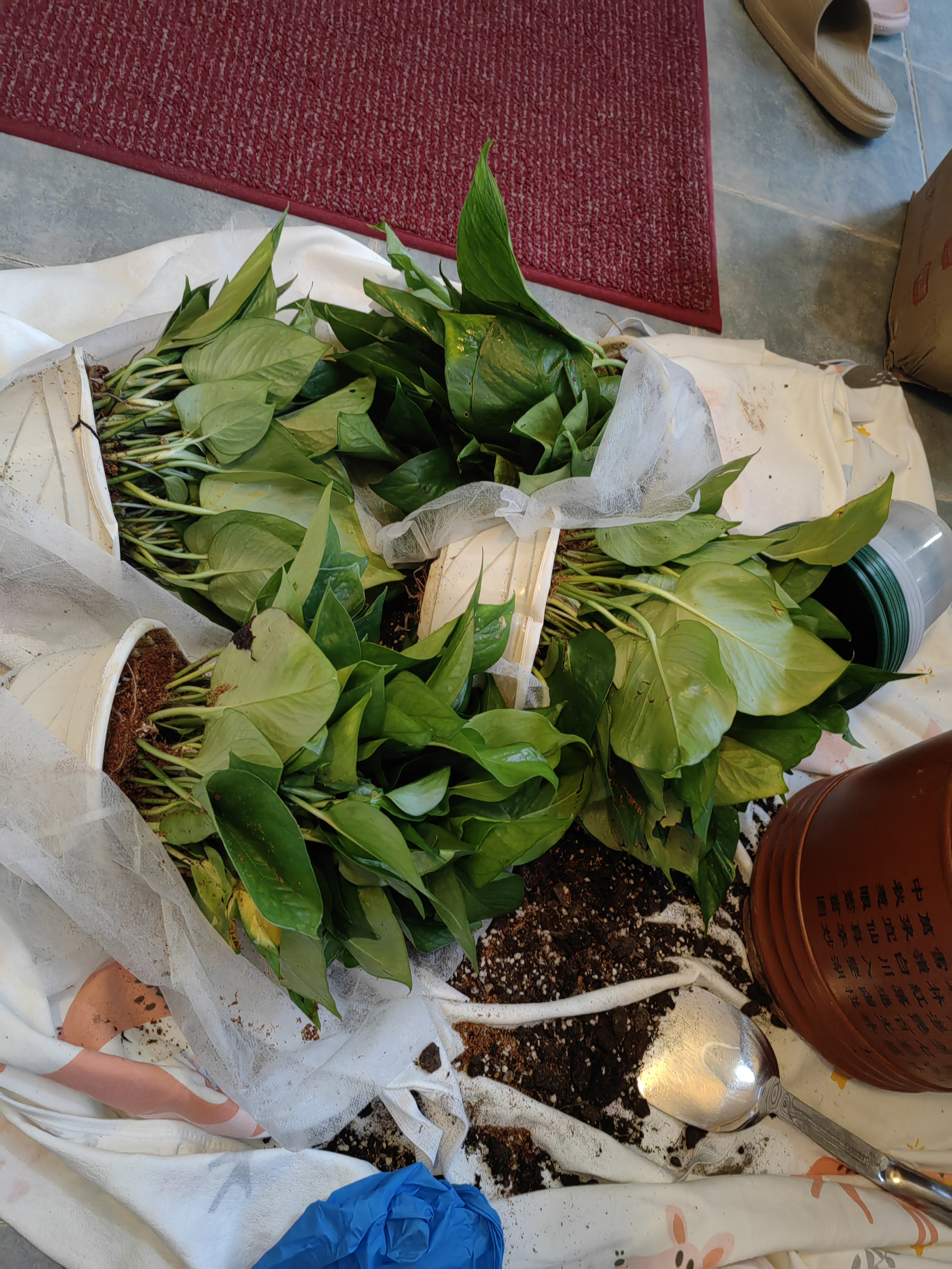 京东绿植绿萝盆栽除甲醛花卉绿植办公室新房净化空气180加仑4盆装源头直发 实拍图