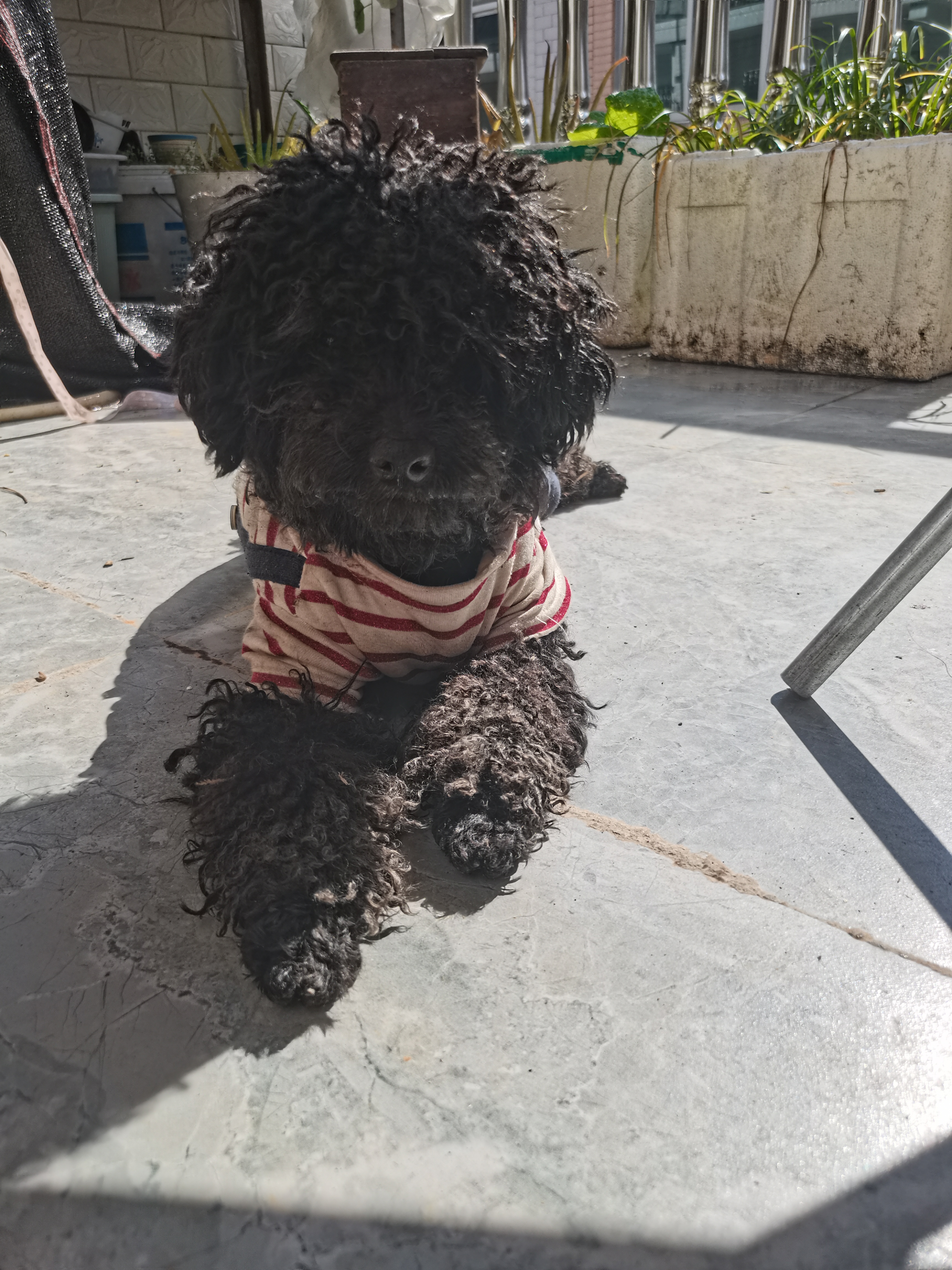 皇家MIJ31 2月龄至10月龄小型犬幼犬狗粮 50g*3 实拍图