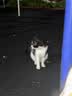 领先成猫尝鲜礼包主食级烘焙猫粮猫条餐盒汤包（新老款随机发货） 实拍图