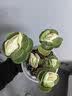 花翁室内客厅多肉绿植物花卉盆栽玉锦金钱木老桩（白莲花盆）源头直发 实拍图