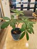 陶瓷花盆北欧风格特大号大口径室内外发财树绿萝盆栽创意特价清仓 D款蓝飞丝 特大号【送塑料托盘网漏】 实拍图