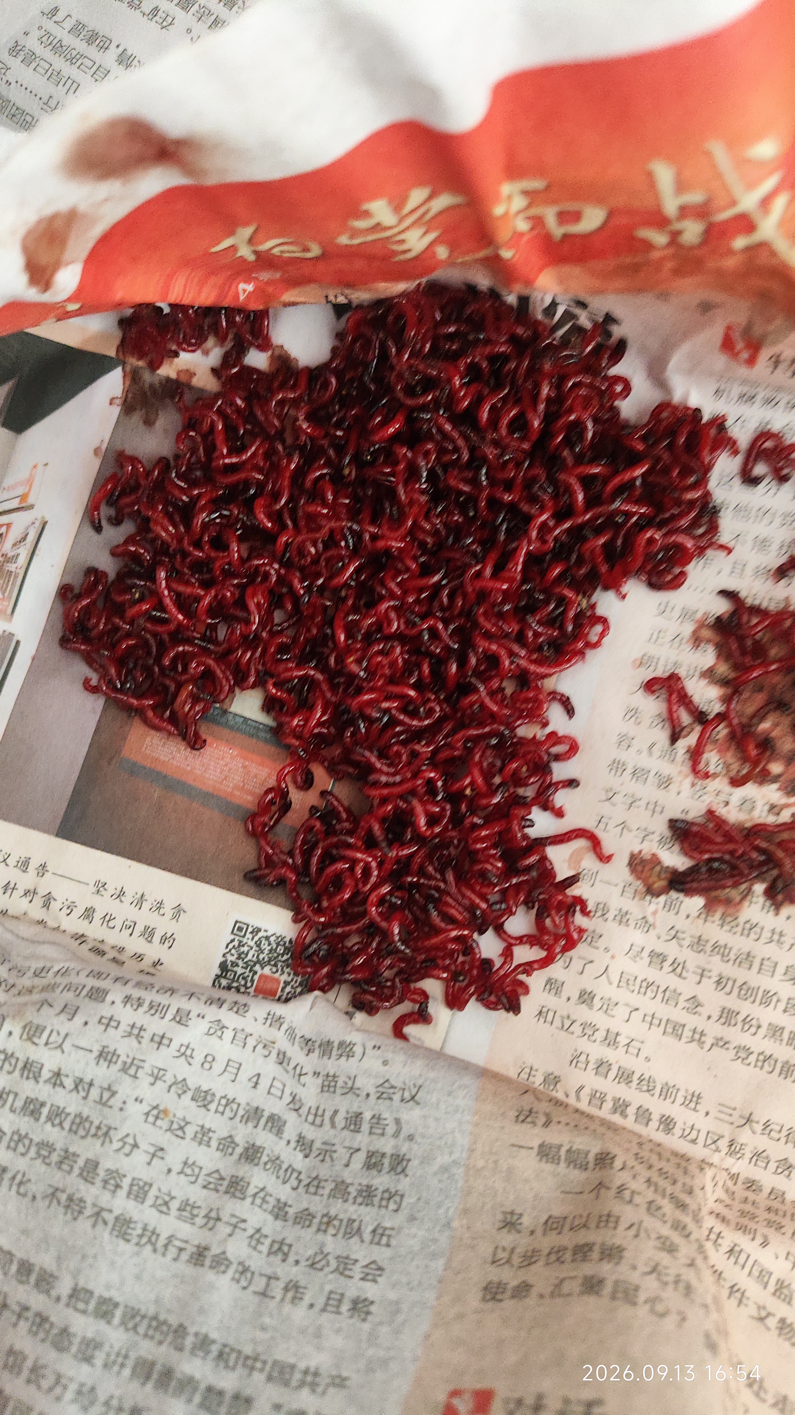 梦达鲜活红虫特大号公虫活体活饵喂鱼饵拉饵鲫鱼野钓饵料蚯钓鱼蚓 【中通】特大红虫30克(无赠品) 实拍图