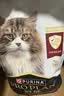 冠能猫粮成猫猫粮三文鱼味2.5kg 全价猫粮 稳固免疫 适口性强 实拍图