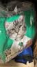 凯锐思成猫专用猫粮国产猫粮高蛋白成年牛肉味4斤 实拍图