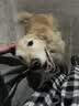 玫斯（metz）全价双拼酥化犬粮全品种成幼犬通用鸭肉梨营养全阶段狗粮 100g 实拍图