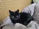 万颐猫粮成猫毛发管理蓝猫英短通用型鸡肉鱼配方全价猫粮5kg 实拍图
