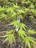 史丹利3L包装营养土园艺有机土通用型种花种菜养花专用泥炭土壤种植土 实拍图
