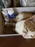 唯特医生猫咪复合维生素美毛猫多维200片+磷虾鱼油片300片  实拍图