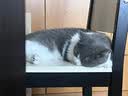 素力高（SolidGold）猫粮金素鸡升级款 成幼猫进口高蛋白3磅/1.36kg【试吃装】 实拍图