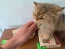 味当家猫零食云杉排毛冻干22包化毛猫草冻干猫咪零食以排代吐专利认证 实拍图