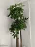 花财主天堂鸟盆栽办公室大型绿植客厅鸭脚木植物家用吸甲醛净化空气好养 步步高发财树1.7-1.8m【福字盆】 实拍图
