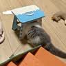 CFA赛级逗猫棒猫咪玩具长杆羽毛替换头耐抓咬猫玩具用品自嗨解闷 CFA赛级长杆逗猫棒-木杆弹簧款 实拍图