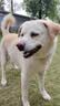 麦富迪狗粮 无谷牛肉双拼狗粮成犬 小型犬中大型犬通用15kg/30斤 实拍图