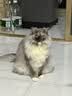 冠能猫粮成猫猫粮鸡肉味2.5kg 雀巢全价猫粮 稳固免疫 实拍图