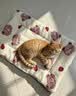 光多拉猫垫狗垫子60*40cm草莓小熊宠物猫窝睡垫四季猫咪北极绒棉毯子 实拍图