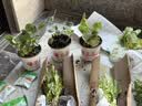 寿禾草莓苗带土发货大苗寿光大型苗场四季带盆栽好蔬菜苗批发种子秧苗 【口感更好】小白草莓苗 3盆 实拍图