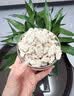 优卓去皮核桃仁脱衣新疆薄皮核桃0添加核桃肉休闲零食中秋节礼物 实拍图