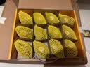 佳沛（zespri）新西兰 新果季 阳光金奇异果12粒特大果单果124-146g 猕猴桃 实拍图