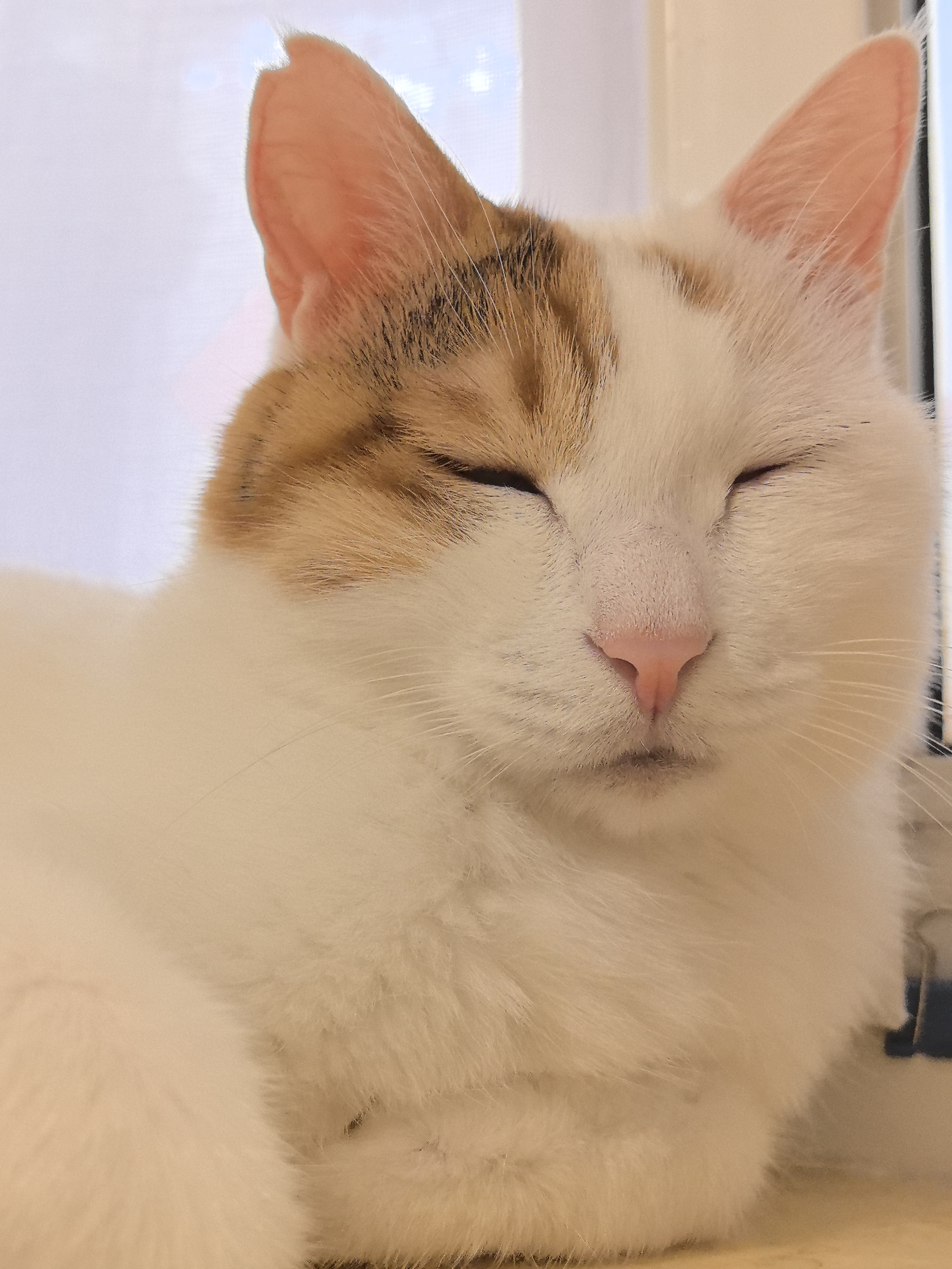 皇家猫粮 挑嘴成猫猫粮 高适口性 EF38 通用粮 12月以上 4KG 实拍图