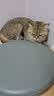 皇家猫粮 波斯成猫粮 P30 通用粮 12月以上 10KG 实拍图